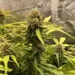 Banana Blaze // Dutch Passion Growing Competition 2025