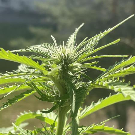 Cherry Zoap