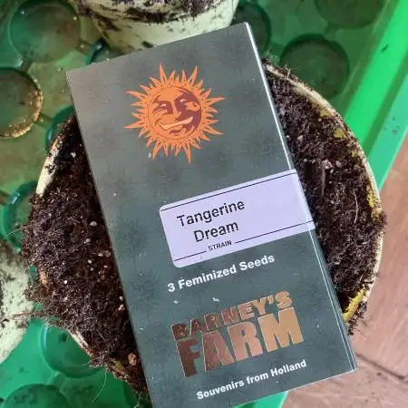 Tangerine Dream