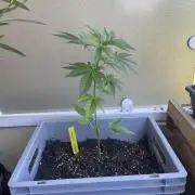 Alaskan Do-Si-Dos
