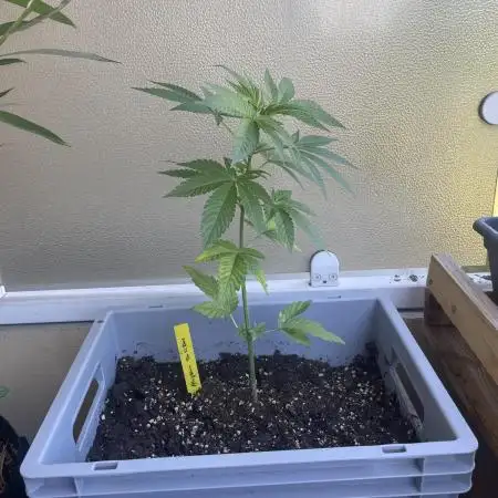 Alaskan Do-Si-Dos
