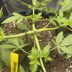 Stardawg