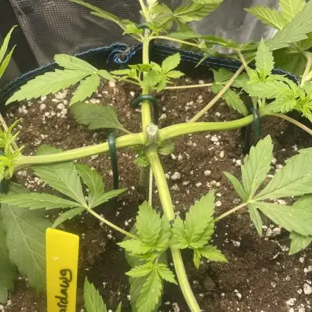 Stardawg