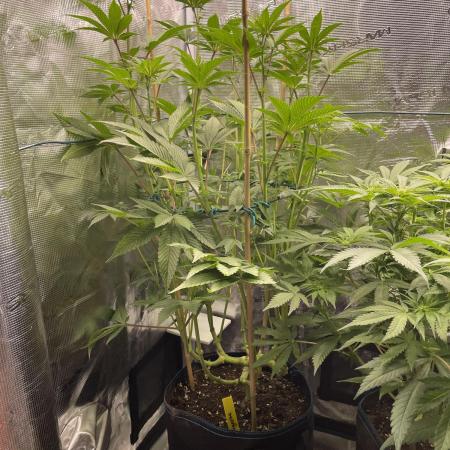 Tangerine Dream