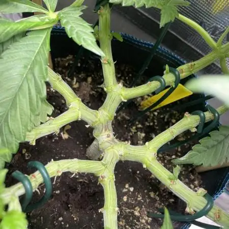 Atomic Blue Dream