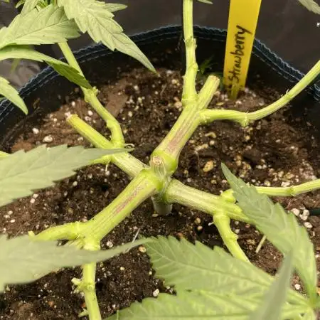 Strawberry Cough