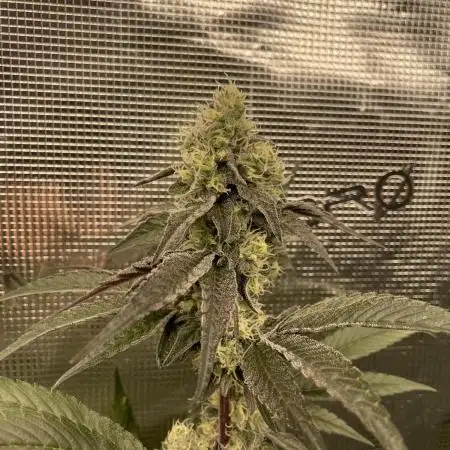 Tangerine Dream