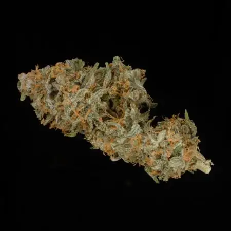 Banana Blaze // Dutch Passion Growing Competition 2025