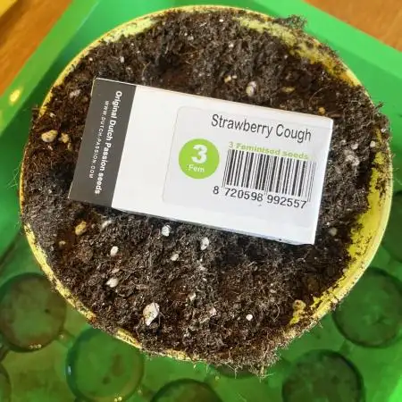 Strawberry Cough