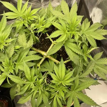 Stardawg