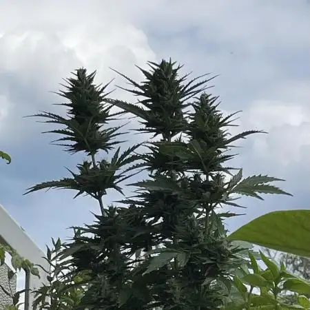 Gorilla Cookies