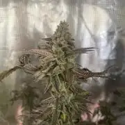 Jelly Breath