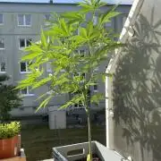 Tropicanna Poison