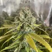 White Choco