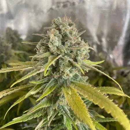 White Choco