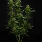 Gorilla Cookies
