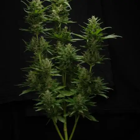 Gorilla Cookies