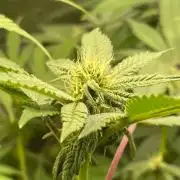 Jelly Breath