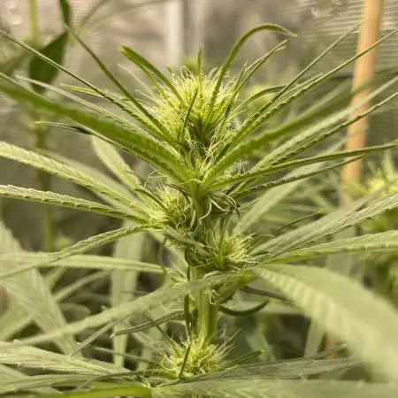 Strawberry Cough