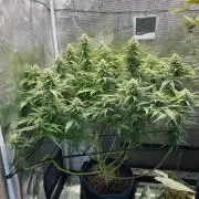 White Choco