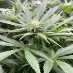 Stardawg
