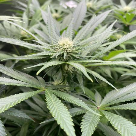 Stardawg