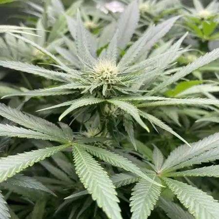 Stardawg