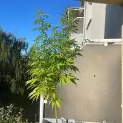 Tropicanna Poison