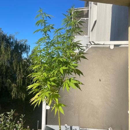 Tropicanna Poison