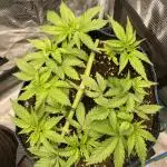Stardawg