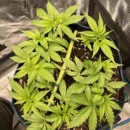 Stardawg