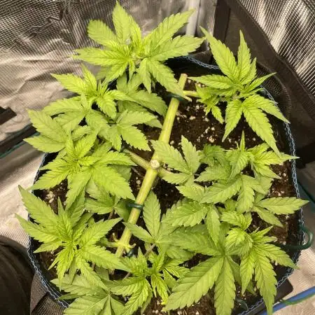 Stardawg
