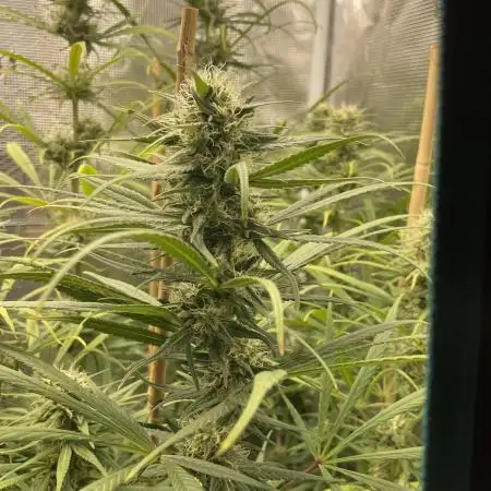 Strawberry Cough