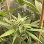Tangerine Dream