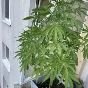 Tropicanna Poison