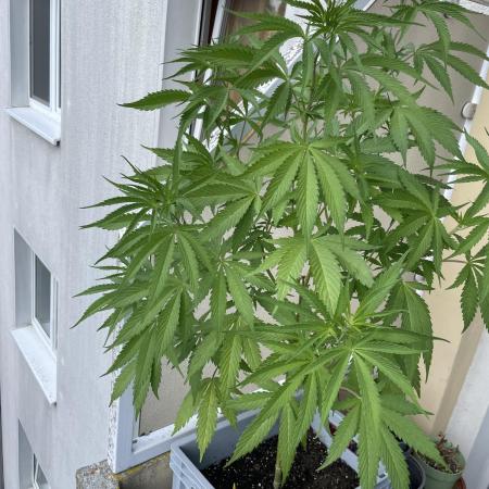 Tropicanna Poison