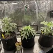 Strawberry Chemdawg OG