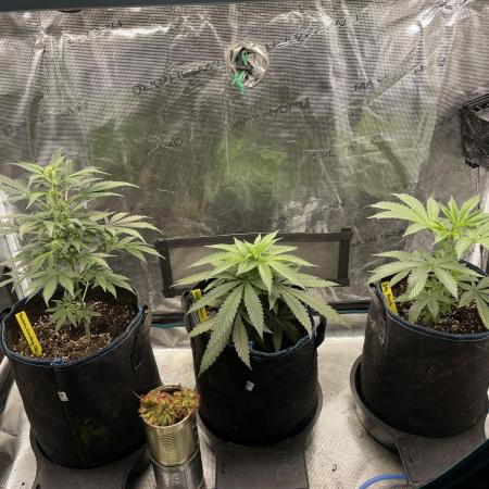 Strawberry Chemdawg OG