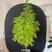 Alaskan Do-Si-Dos