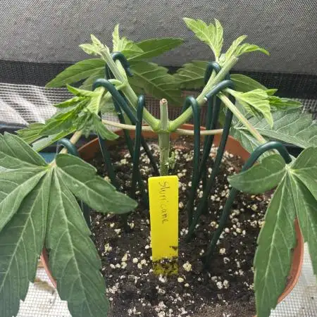 Slurricane