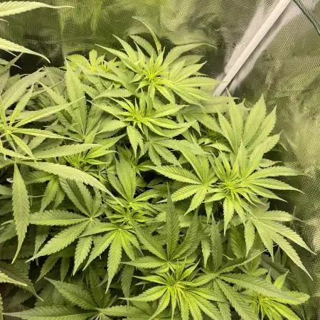 Stardawg