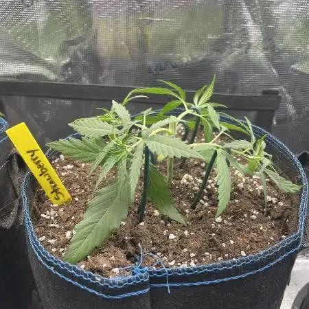 Strawberry Cough