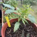 Gorilla Cookies