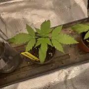 Strawberry Chemdawg OG