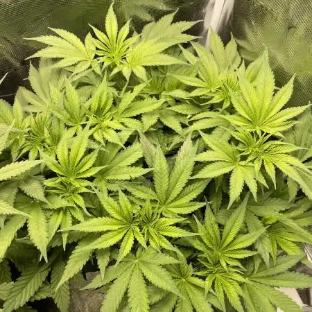 Stardawg