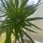 Tropicanna Poison