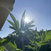 Alaskan Do-Si-Dos