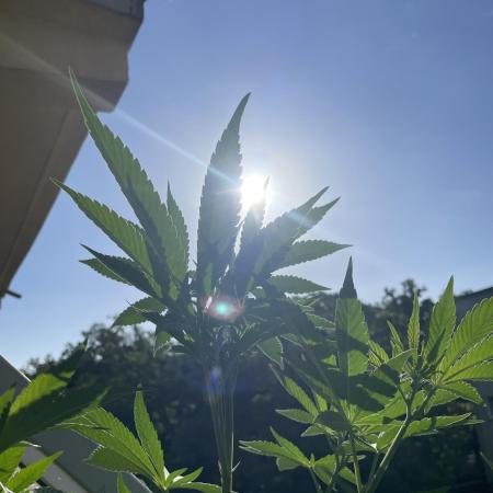 Alaskan Do-Si-Dos
