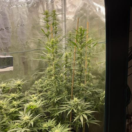 Strawberry Cough