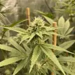 Tangerine Dream